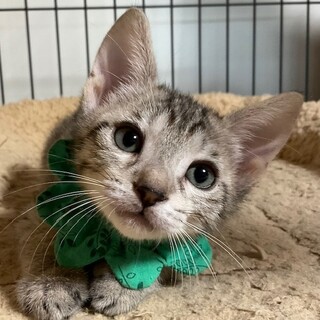 ラテと一緒に迎えてね！頼れるお兄にゃん、モカです♡