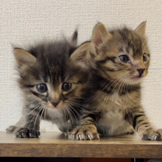 男の子と女の子の甘えん坊仲良し兄弟です。