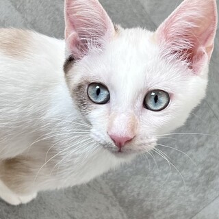 魅惑の瞳！シャム風三毛猫！超人懐っこく甘えん坊！