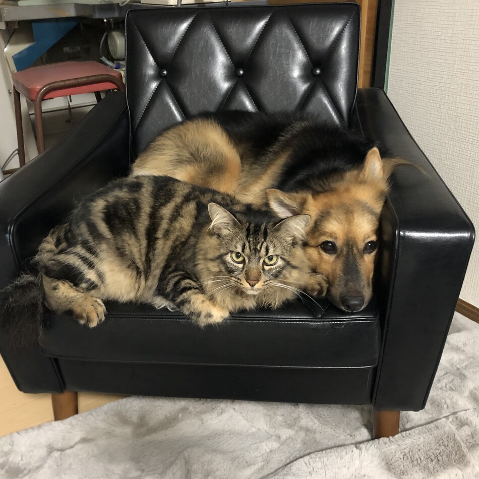 むくのカバー写真