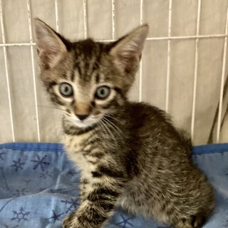 ミニジャイアン現る！でも甘えん坊ノエルくん1ヶ月半