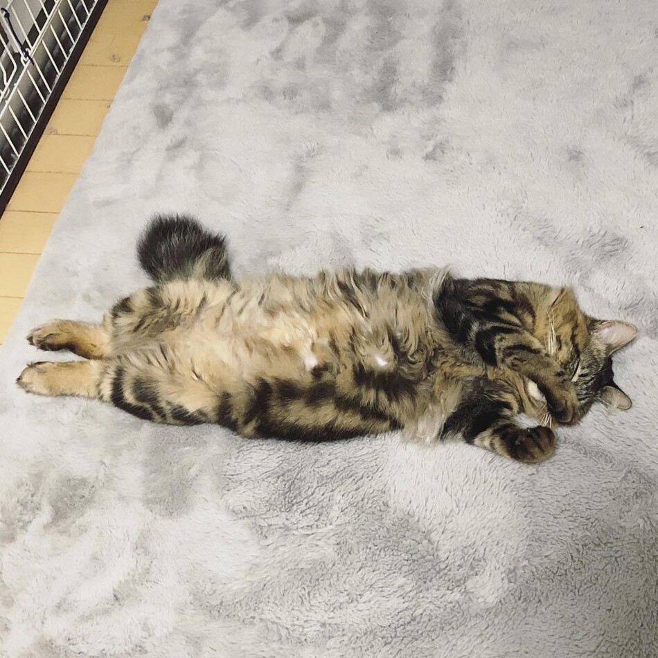 むにのカバー写真