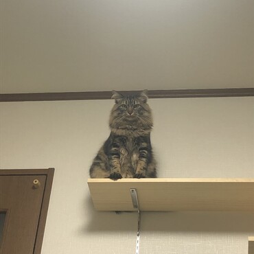 高い所好き
