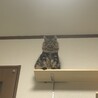 高い所好き