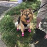 シューズ履いてお散歩。