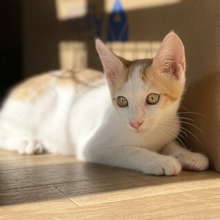 好奇心いっぱい☆白茶 そらちゃん