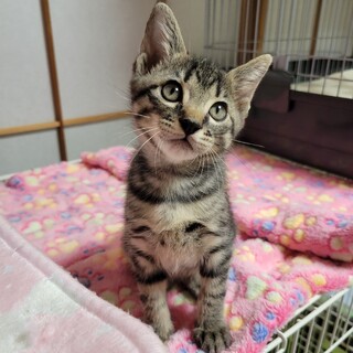 甘えん坊ゴロゴロ★うに君