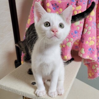 ゴロゴロ甘えん坊★ほたて君