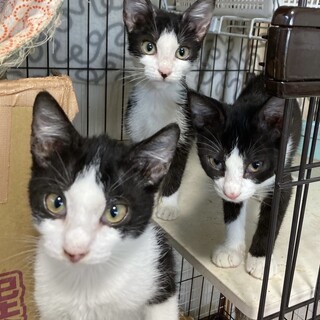 白黒ハチワレ兄弟妹☆タキちゃんシード君ホシ君