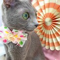 ロシブル　9ヶ月男の子　マイコプラズマ肺炎から復活