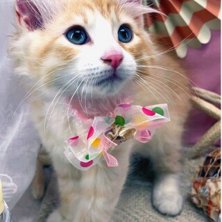 スコティッシュ男の子3ヶ月　猫風邪治療中