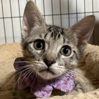 ビターと一緒に迎えてね！甘々の末っ子チャイです♡