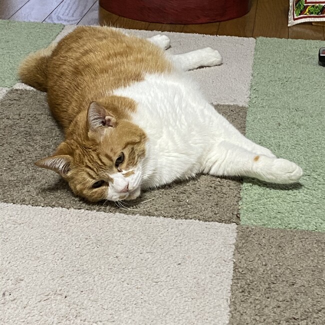 082のカバー写真