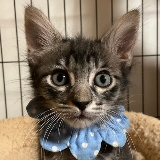 チャイと一緒に迎えてね！ハンサムボーイビターです♡