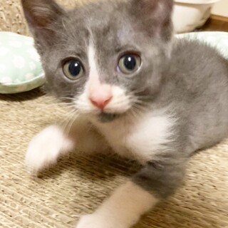 超レア！ライトグレー×白！激甘2ヶ月