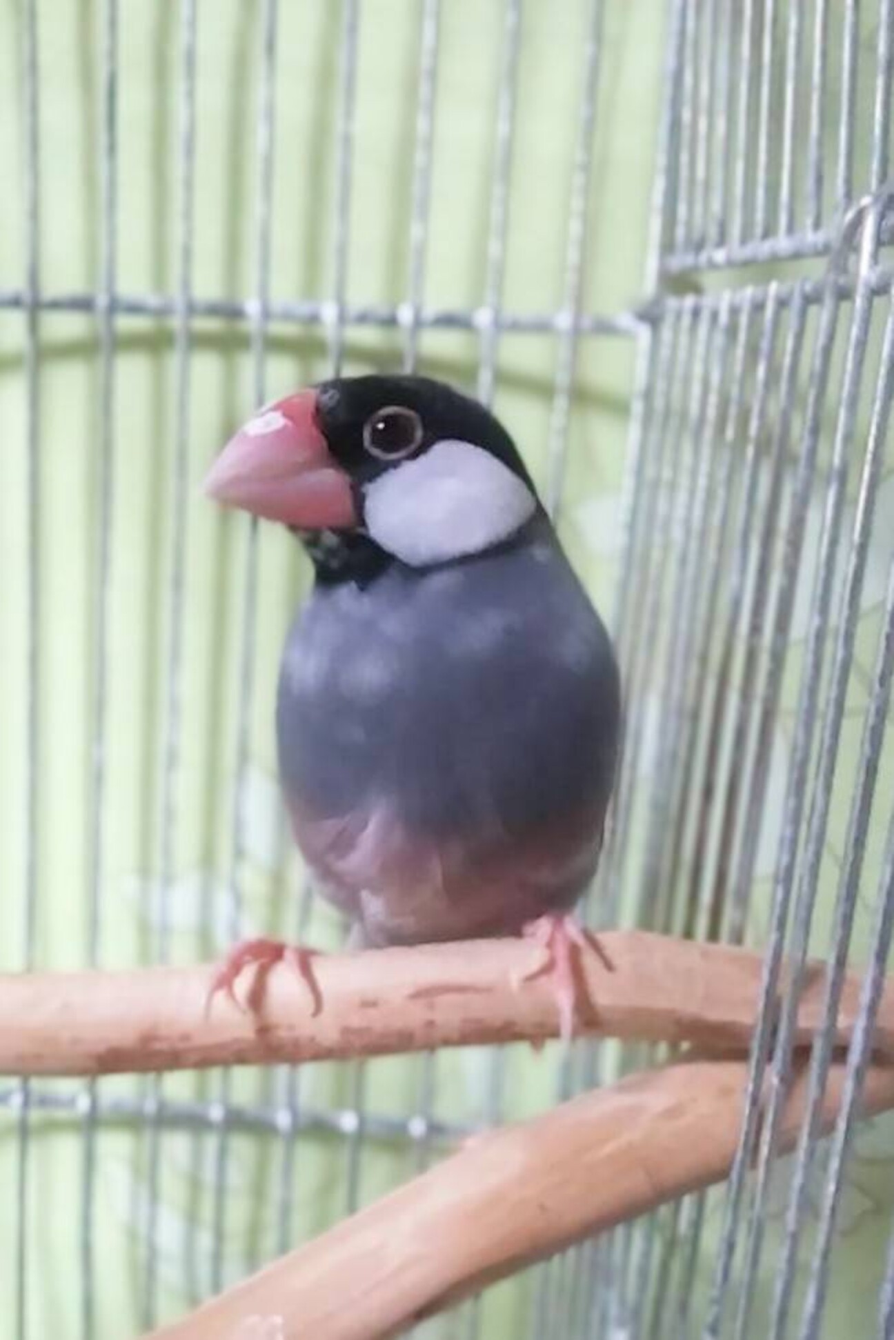 桜文鳥の蒼桜 あお ちゃん 奈良県 鳥の里親募集 ペットのおうち 月間利用者150万人