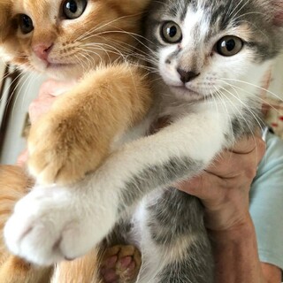 3ヶ月三毛子猫可愛いです