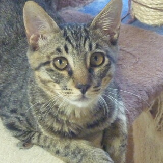 キジトラの男の子　北斗くん