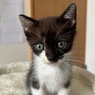 2ヶ月　甘えん坊男の子