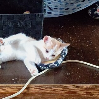 雑種オスの兄弟里親募集中1