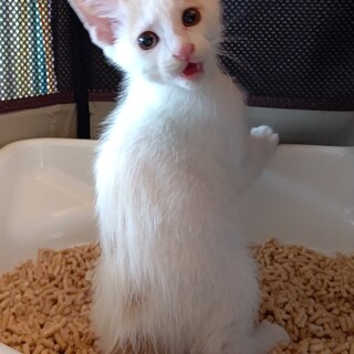 雑種オス2ヶ月半遊ぶの大好き里親募集中2