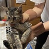 人なつこい修造くん サムネイル2