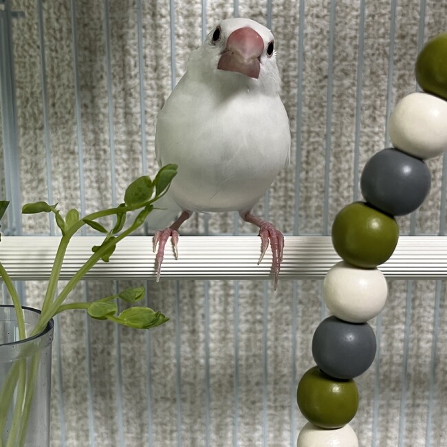 うすしお12のカバー写真