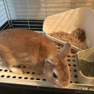 ネザーランドドワ-フの男の子です