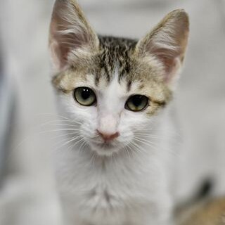 ヨモギちゃん！