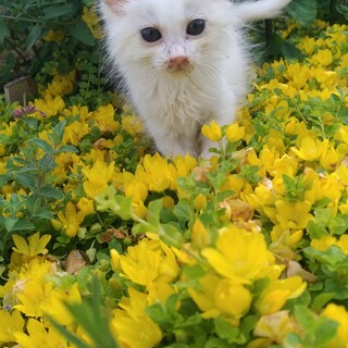 　甘えん坊の生後3か月男の子の保護猫