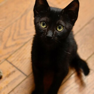 黒猫のネオンくん！