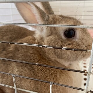 ミニウサギの女の子