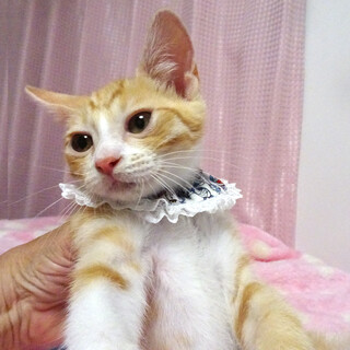 甘えた♪抱っこ大好き♪メルくん ２ヵ月半