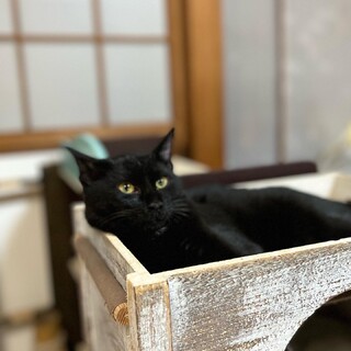 神社猫
