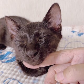 チョコレートブラックの女の子ルル❣❣