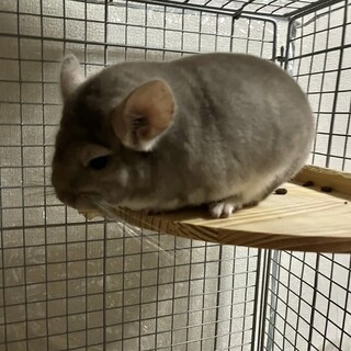 無事お優しい里親さんが決まりました！