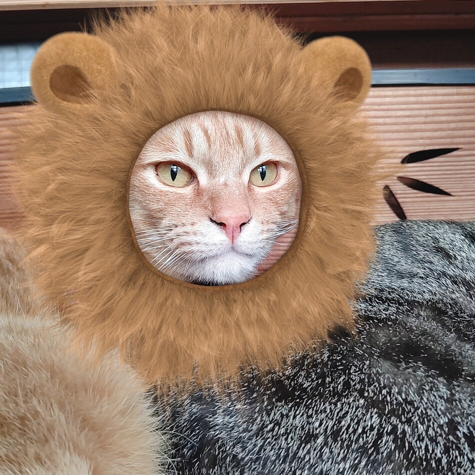 むぎのカバー写真