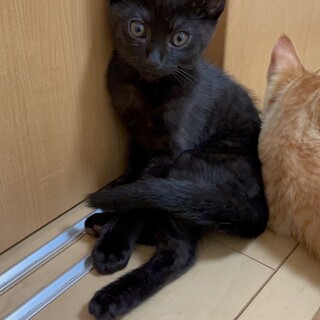 福くん^_^緊急里親募集中！！