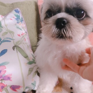 明るく元気なシーズーのみくちゃん