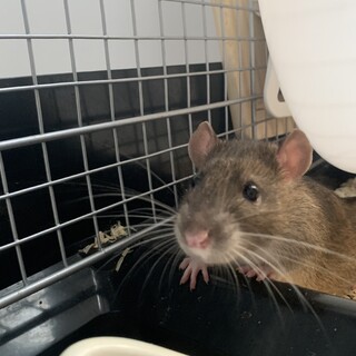 ファンシーラット♂2匹