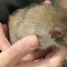 ファンシーラット♂2匹 サムネイル4