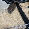 ファンシーラット♂2匹 サムネイル5