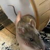 ファンシーラット♂2匹 サムネイル6