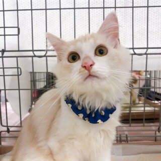 8/7西千葉ෆ⃛離島から来ましたෆ⃛キャロットくん