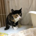 シャーシャー！人馴れ訓練中！美人な三毛猫ラムちゃん