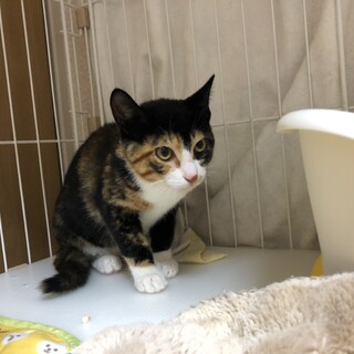 シャーシャー！人馴れ訓練中！美人な三毛猫ラムちゃん