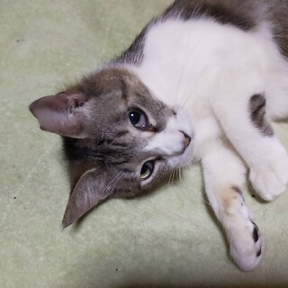 白トラちゃん♀ 里親さん募集です！