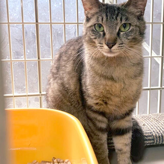 キリッとイケメン【菊正宗　清四郎】