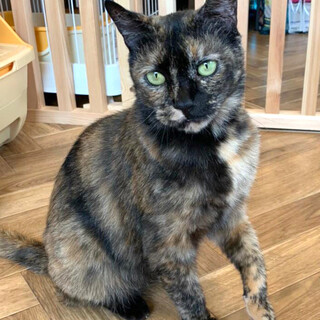 サビ柄の可愛い【ガラシャ】