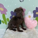 2ヶ月☆ちょっとビビり☆とちちゃん